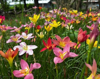 20 New! Mixed Rain Lily Bulbs – Fancy Colors, White, Pink & Surprise Blooms (Zephyranthes)