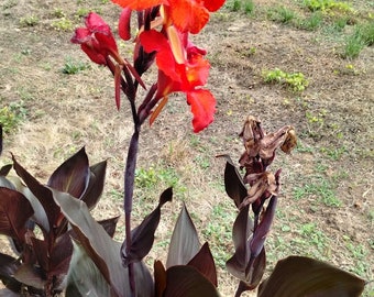 1 Canna AUSTRALIA Bronze foliage leaves orange red flowers plant bulb