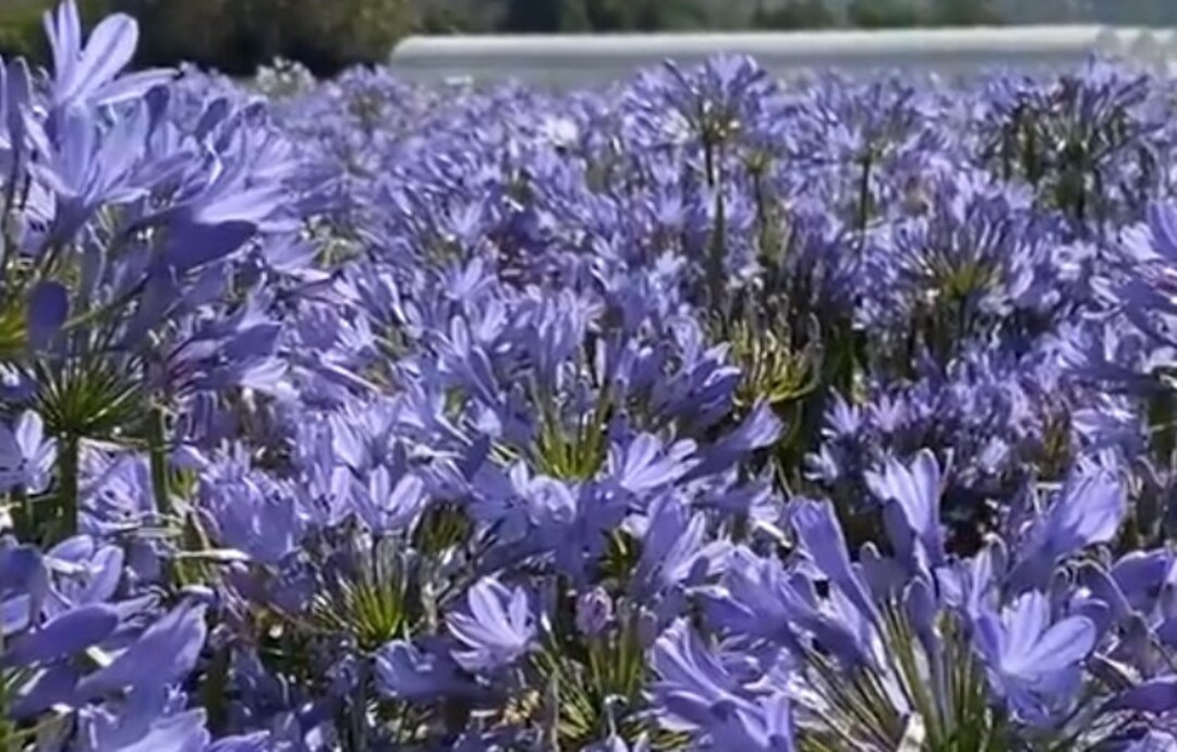 3 Plants Agapanthus Peter Pan 2 Pots Dwarf Blue Lily of the Nile - Etsy