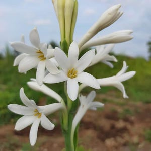 May include: Close-up of white tuberose flowers with yellow centers, blooming on a green stem. The petals are star-shaped and delicate, with unopened buds at the top. The background is blurred, showing a blue sky and green foliage.