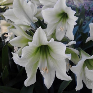 1 Amaryllis GREEN DRAGON African Hippeastrum Bulb Discontinued RARE image 3