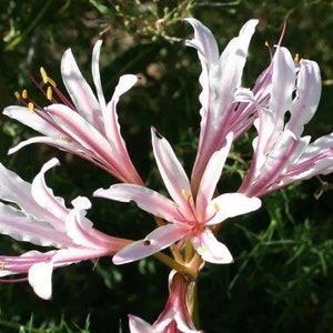2 Lycoris Incarnata Peppermint SPIDER LILY Rare Bulb~Heat & Cold hardy~Fragrant