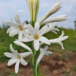 7 New! Small Single Mexican Tuberose "The Pearl" Polianthes Lily Bulbs~Fragrant~Heat (small bulbs)