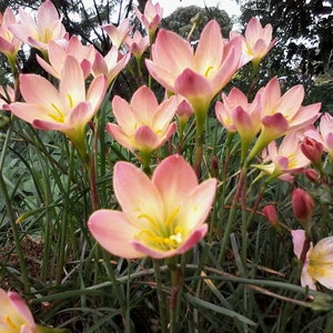 10 New variety Rain Lily Bulbs! Zephyranthes PACIFIC SUNSET