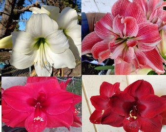 20 Amaryllis Large Flower Mix (ALREADY BLOOMED in storage) Tropical Christmas type Hippeastrum winter/spring flowers  SALE