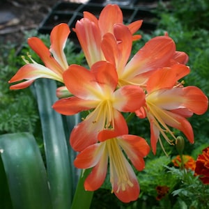 1 *ORANGE* CLIVIA MINIATA * Mid Size Plant with Trimmed leaves & roots ~Amaryllis bulb