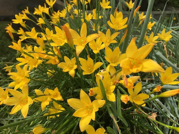 Lily Rain lily Chinda Pack of one bulb - Urban Gardens