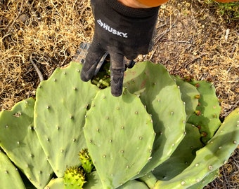 1 Pad Opuntia Gomei, Opuntia sp. Old Mexico spineless cactus. Undulating Thornless Pads Yellow blooms Wavy Prickly Pear Cactus Zone 8 10