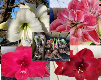 8 Amaryllis Large Flower Mix Fast Forcing Hippeastrum winter/spring flowers Sprouting SALE