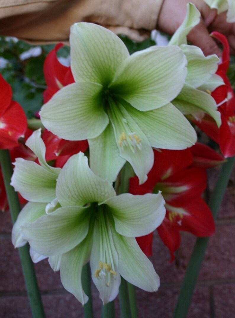 1 Amaryllis GREEN DRAGON African Hippeastrum Bulb Discontinued RARE image 2