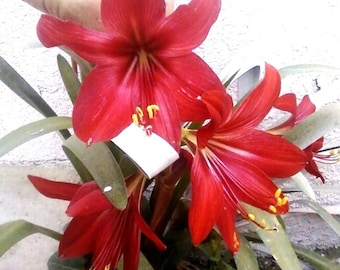 1 RARE Amaryllis Cross HIPPEASTRELIA Durga Pradhan bulb