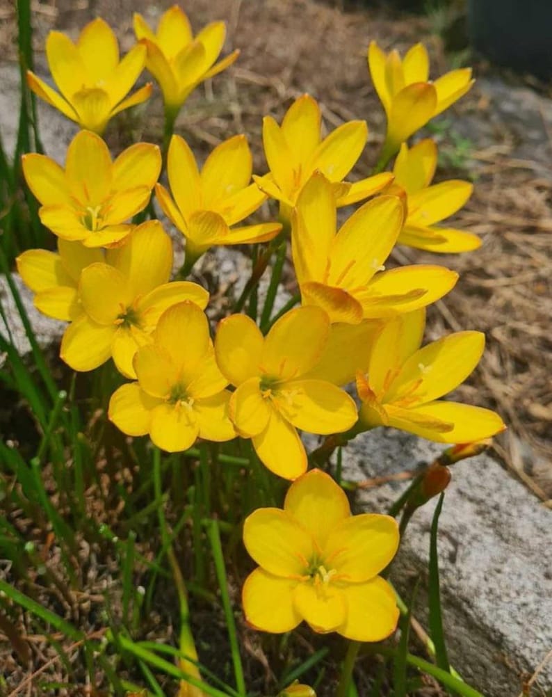 6 Z. Kings Ransom Rain Lily Bulbs! Zephyranthes Bulbs - Etsy