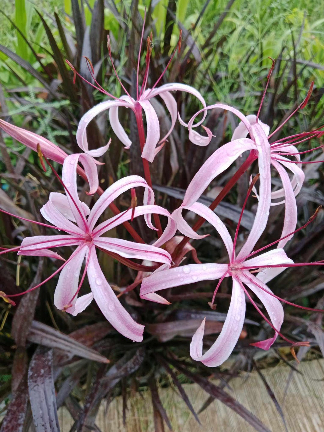 SEMI -50 Stück Misti Semi Crinum Amabile Rare Iris Semi Phalaenopsis