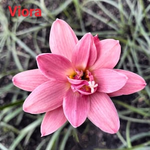 2 Rain Lily Bulbs TW91030-40 - Etsy