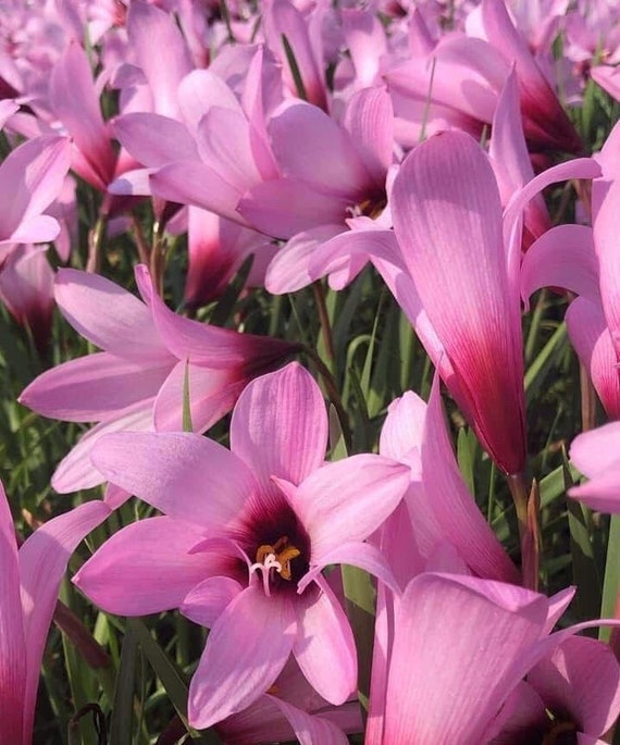 【Lily】 Lilium Stargazer Oriental Lily Bulbs | Jackson & Perkins