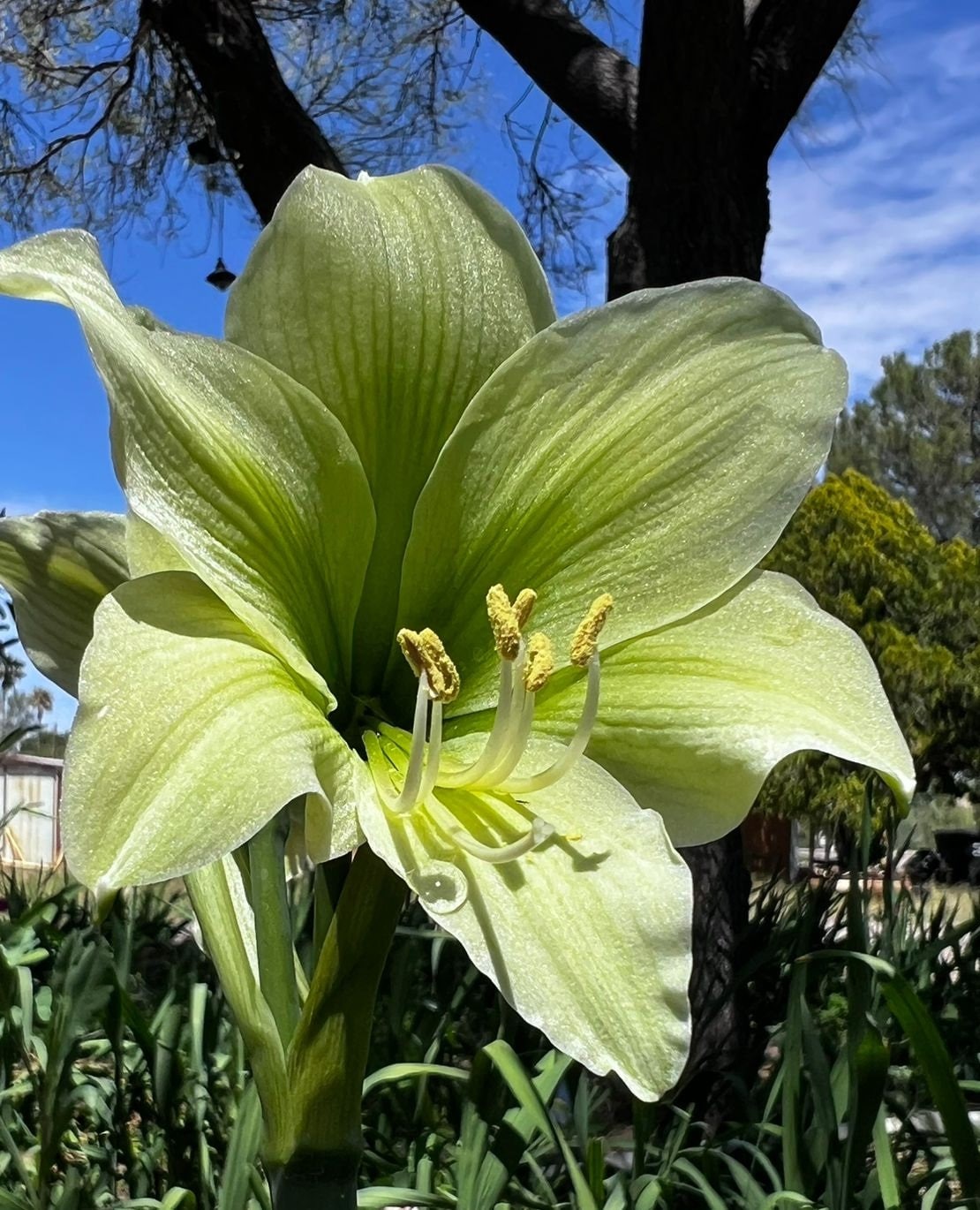 1 Amaryllis GREEN DRAGON African Hippeastrum Bulb Discontinued