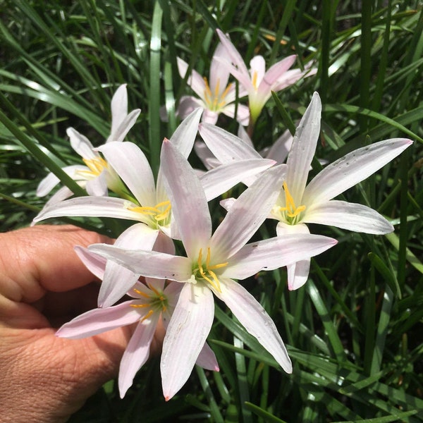 15 New variety Rain Lily Bulbs! Zephyranthes RAINBOW SNOW