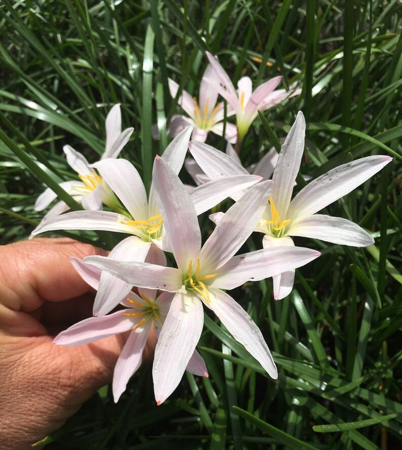 15 New Variety Rain Lily Bulbs Zephyranthes RAINBOW SNOW Etsy