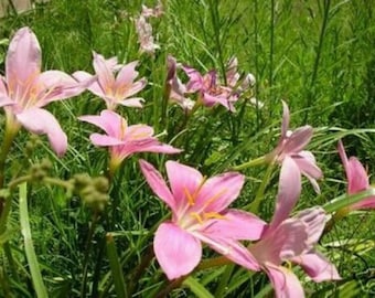 30 Pink Rain Lily Bulbs! ~Amaryllis Zephyranthes Grandiflora Bulbs, Fairy lily