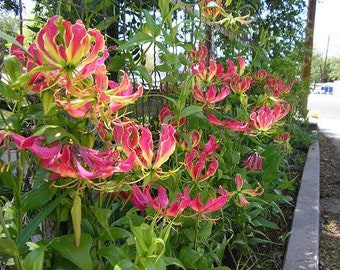 3 Gloriosa Rothschildsiana Bulbs, Climbing Lily ~Flame Lilies~ Glory lily