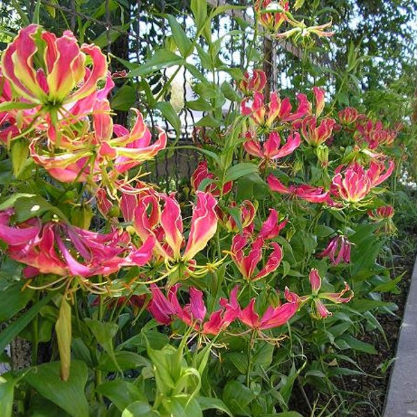 3 Gloriosa Rothschildsiana Bulbs, Climbing Lily ~Flame Lilies~ Glory lily