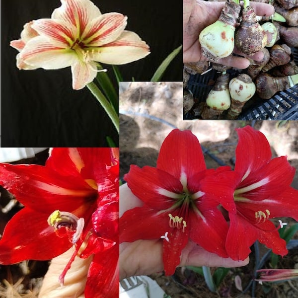 2 Hippeastrum Vittatum MIX Seed Grown Amaryllis Medium-Large species bulbs