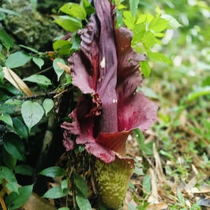 May include: A close-up of a dark burgundy Amorphophallus flower with a textured, ruffled petal structure. The flower's base is a mottled green and brown, with a dark stem. Green leaves and foliage surround the flower, creating a natural backdrop.