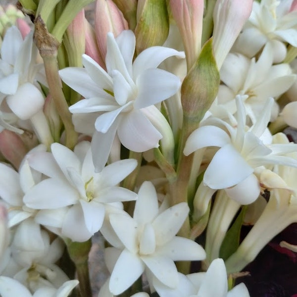 5 Double Mexican Tuberose "The Pearl" Polianthes Lily Bulbs~Fragrant~Heat Hardy