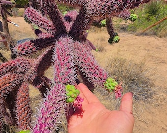 2 cuttings Red-Purple Cholla Cactus – Rare Silver Spines, Cold Hardy Plant