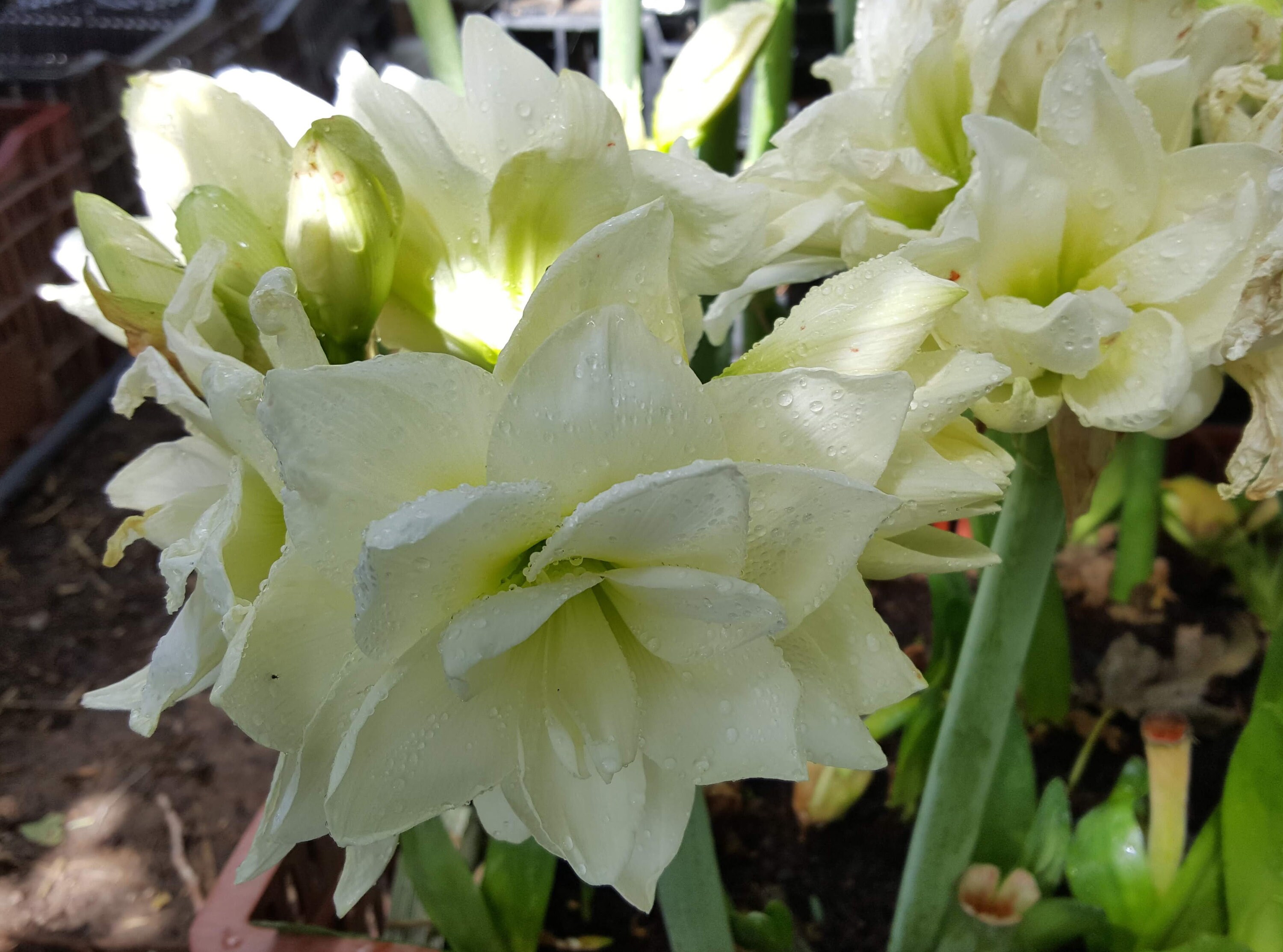 1 Amaryllis ALFRESCO Bulb White Double 2022 Cm Cir. Fast Forcing