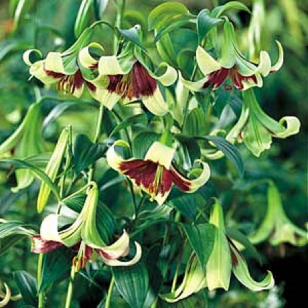 3 RARE Lilium Nepalense Species Lilieslily Bulbs Tiger Etsy