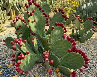 Opuntia Gomei “old Mexico” - Etsy