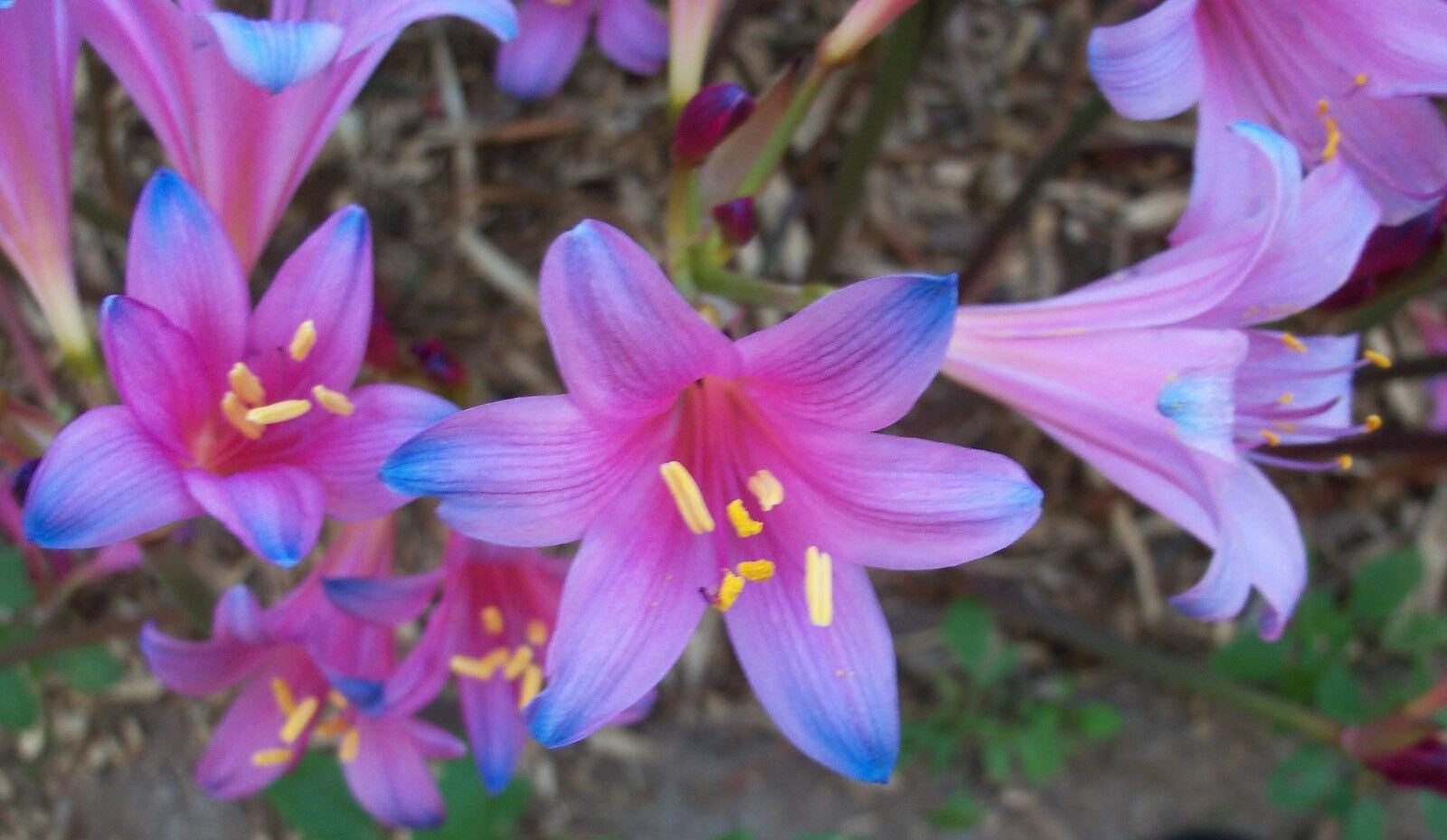 2 Lycoris Sprengeri BLUE SPIDER LILY! Rare Tie-die Bulb - Etsy