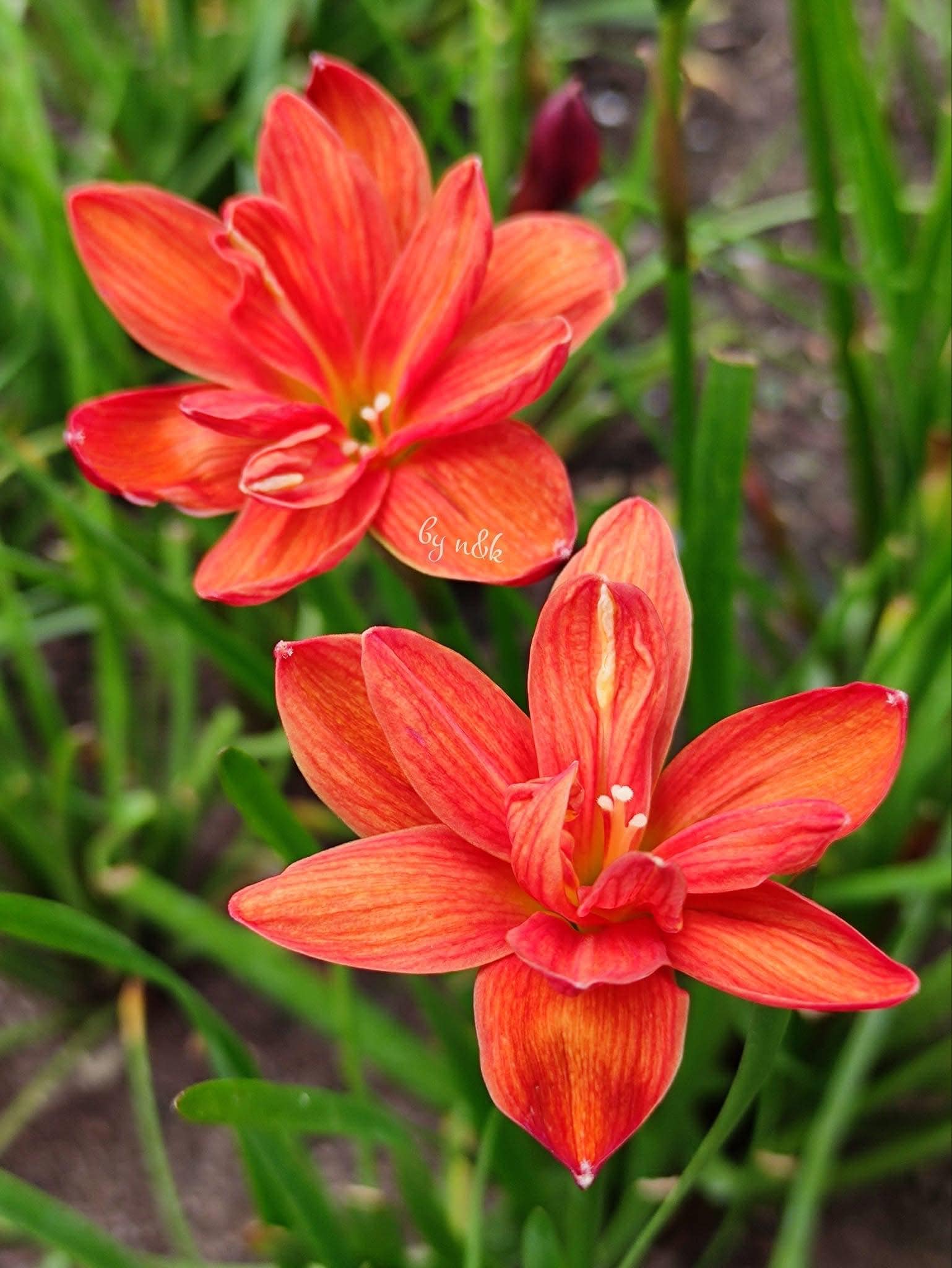 6 Thai Rain Lily Bulbs! Zephyranthes Sudteerak Bulbs-deep Orange