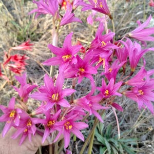 1 Rhodophiala Bifida PINK OXBLOOD Lily Large BULB ~~ Mini