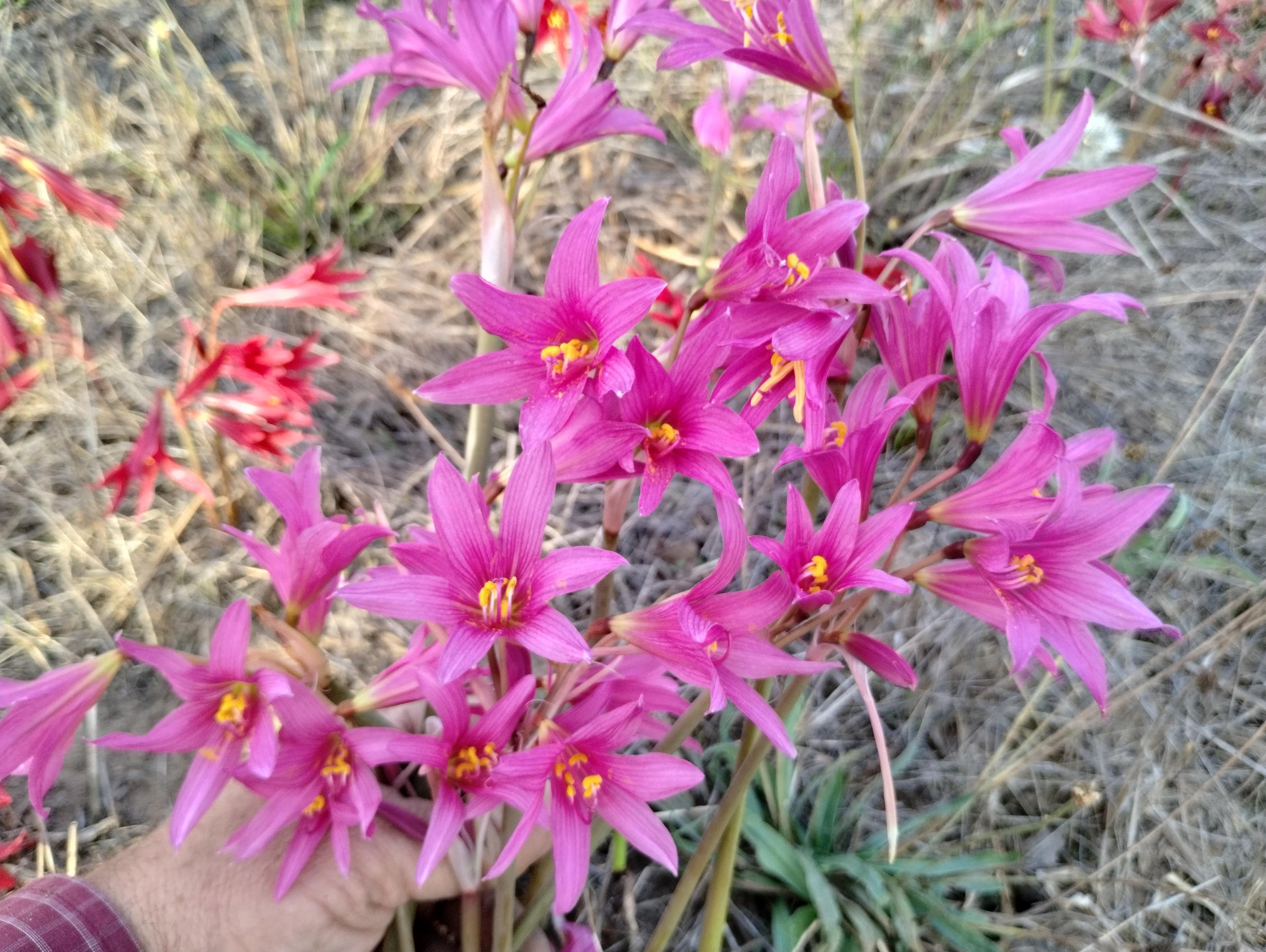 1 Rhodophiala Bifida PINK OXBLOOD Lily Large BULB ~~ Mini