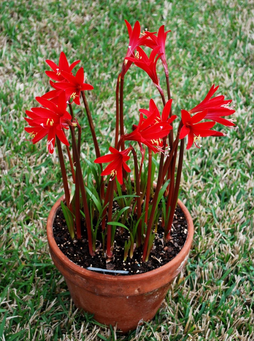 1 Xhowardara RED RAIN LILY Trigeneric Cross Hippeastrum Sprekelia X