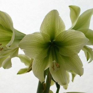 1 Amaryllis GREEN DRAGON African Hippeastrum Bulb Discontinued RARE image 4