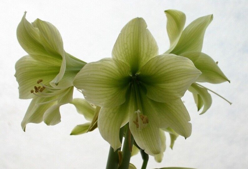 1 Amaryllis GREEN DRAGON African Hippeastrum Bulb Discontinued RARE image 4