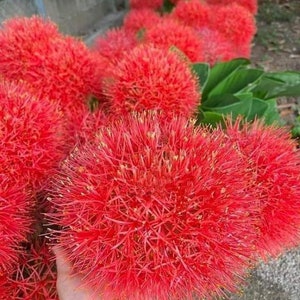 1 New! Large Bulbs~Scadoxus - Currently in Bloom: Syn. Haemanthus Multiflorus~AFRICAN BLOOD LILY!!
