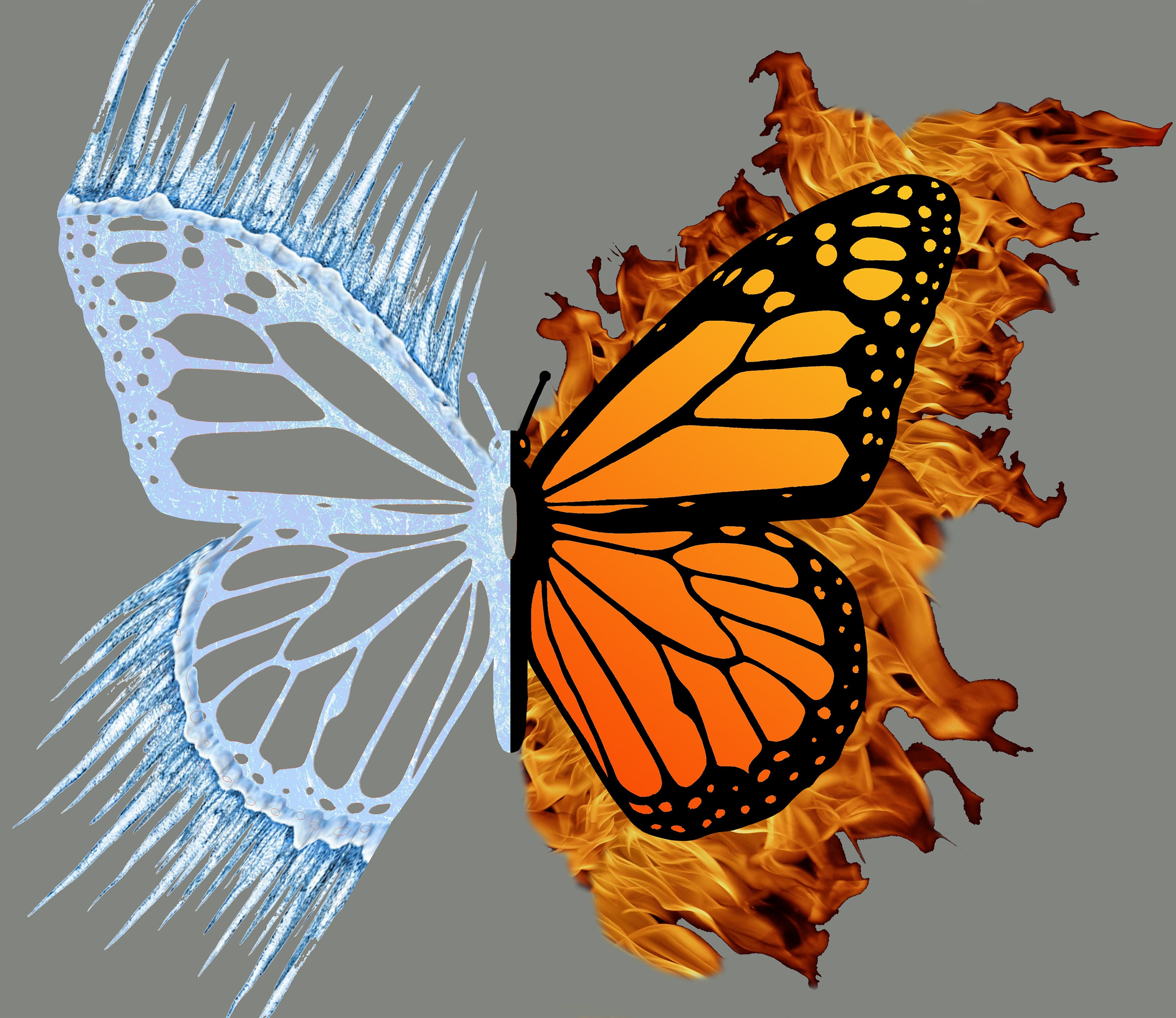 Fire and Ice' Monarch Butterfly Art Print by Ashley McDonald - Nature Artist