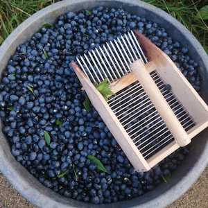 Op de afbeelding: Een grote, grijze plastic bak vol vers geoogste, donkerblauwe bessen. Een houten bessenplukker met metalen tanden ligt erop. Groene bladeren zijn verspreid tussen de bessen, wat wijst op een recente oogst.