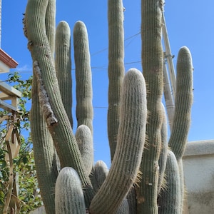 Der Kaktus Cephalocereus senilis wird nach dem Kauf nachtaktiver Blüten geschnitten
