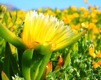 Fico degli ottentotti giallo e rosa PIANTE 30cm CON RADICE - Carpobrotus edulis