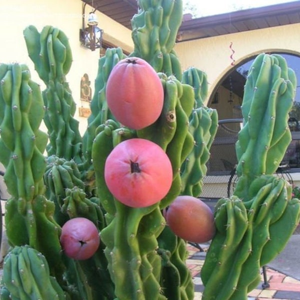 Cutting of Cactus cereus peruvians monstrose edible sweet red fruit