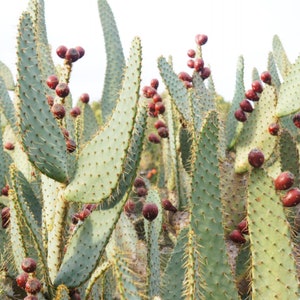 Prickly pear shovel tongue-shaped red fruits nopal - Opuntia linguiformis