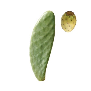 Prickly pear without thorns yellow fruits spineless cactus - Succulent plant Opuntia ficus indica Santamaria