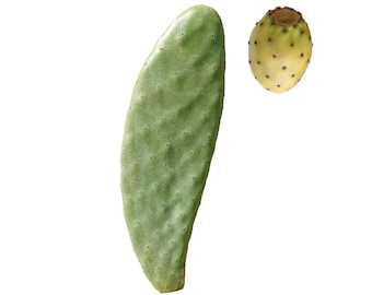 Cactusvijg zonder doornen gele vruchten stekelcactus - Vetplant Opuntia ficus indica Santamaria