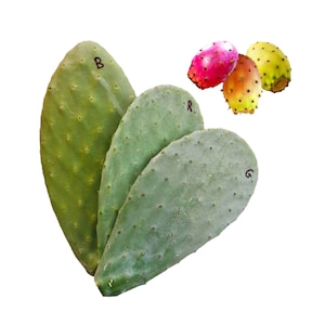 Blasse Kaktusfeigenpflanze, gelb-rote weiße Früchte - Kaktus, Sukkulente Opuntia ficus indica
