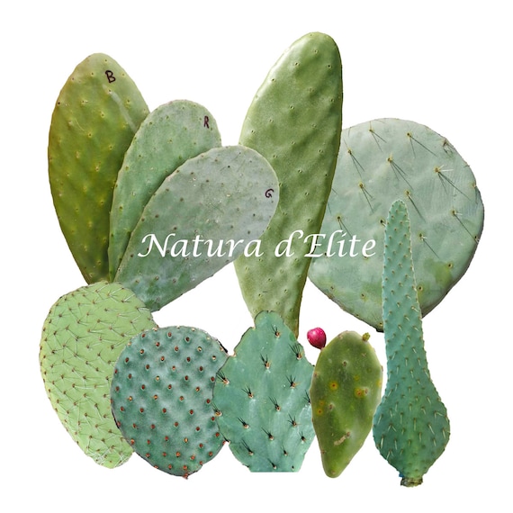 Pale Prickly Pear Nopal Opuntia Cutting 10 Different Types - Etsy Finland